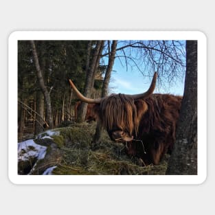 Scottish Highland Cattle Cow 2300 Sticker
